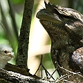 Papuan Frogmouth chick came out after 5.5 weeks of incubation　パプアガマグチヨタカ<br />Canon EOS 7D + EF400 F5.6